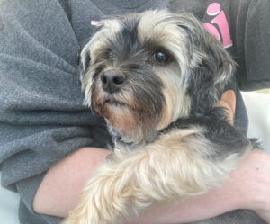 The face and front leg of a black and tan yorkshire terrier maltese cross dog, being cuddled. Under her front leg is the white arm of Clare.